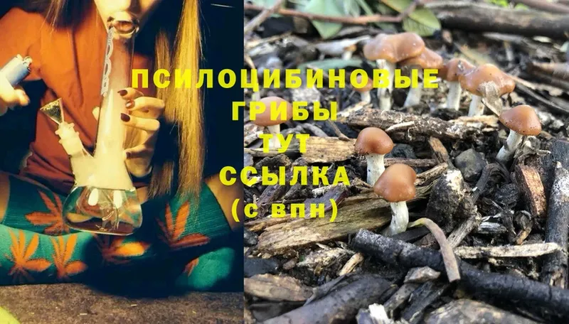 blacksprut зеркало  Лодейное Поле  Галлюциногенные грибы Cubensis  дарнет шоп 